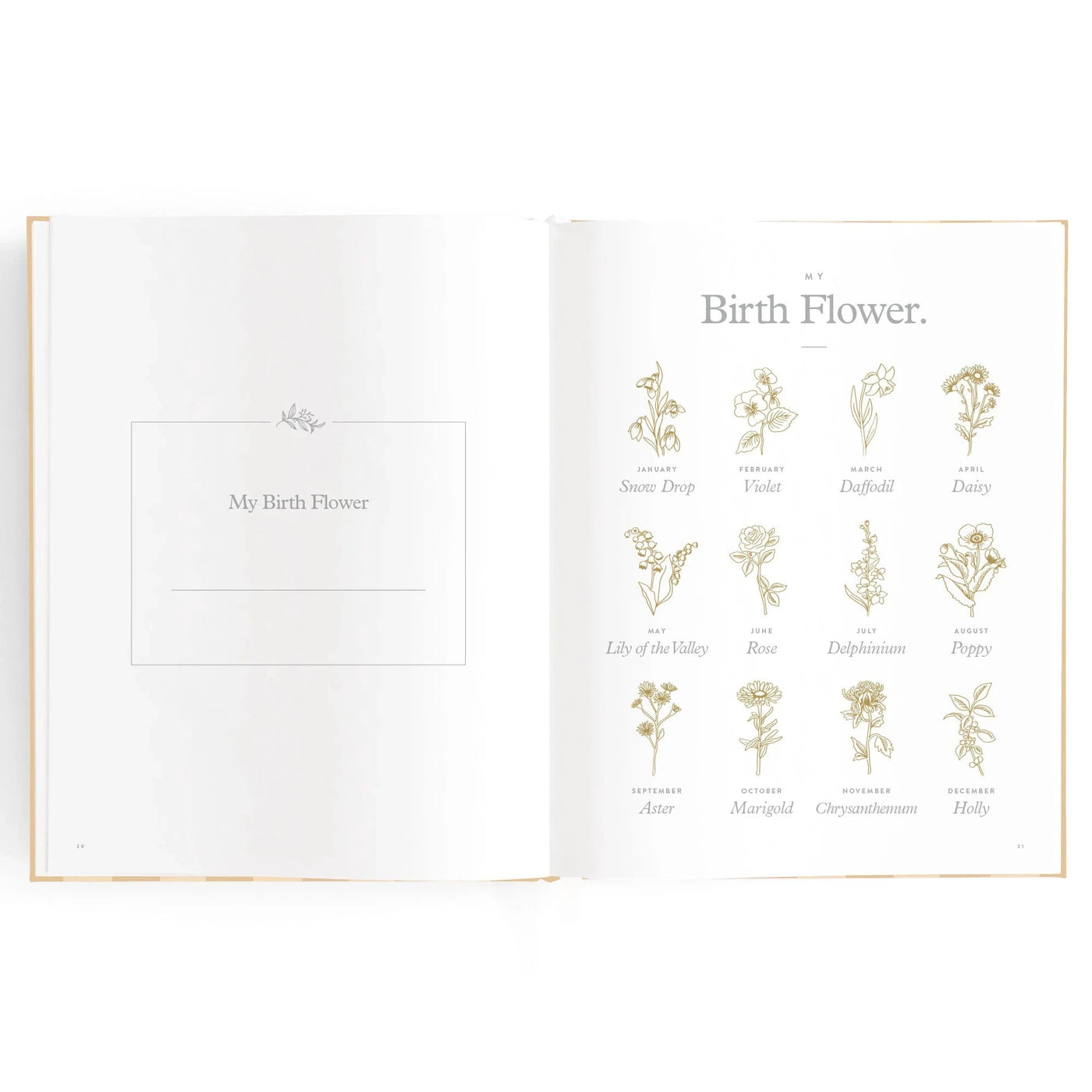 Fox & Fallow - Baby Book | Coffee Stripe Journal Fox & Fallow 