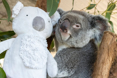 Nana Huchy Caz the Cuddly Koala Soft Toy Nana Huchy 